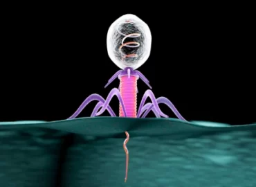 Bactériophage infectant une bactérie
